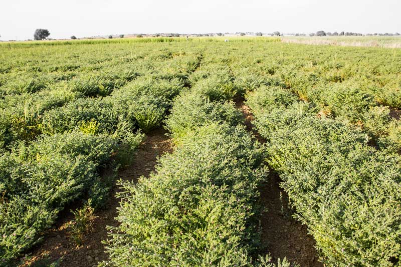 A field of gram crop inside Masurdi Khadin-A Nature-Based Solution for Water for Agriculture in Thar Desert, Jaisalmer district, Rajasthan